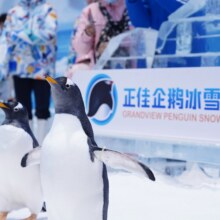 美团 正佳企鹅冰雪世界-【双人票】门票（提前一天预订）原价336元 现价168元