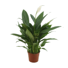 【热销款】白掌一帆风顺盆栽水培植物室内花绿植红掌发财树吸甲醛 特级白掌10-12株带花【基地原盆原土】4.99元