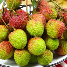 好心岭南 广东高州妃子笑荔枝 | 单果18g+ | 净重4.5斤券后29.9元