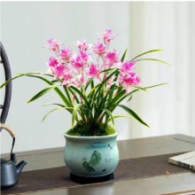 劉閣蘭花金边矮种兰花苗千焰牡丹室内植物奇花四季建兰花卉夏带花苞带盆 进阶期：千焰牡丹3苗带盆土肥5.21元