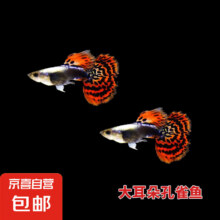 京喜 小型热带鱼观赏鱼 孔雀鱼 杂袍孔雀鱼  2公3母【大耳朵孔雀鱼】4.91元（需领券）