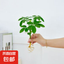 京喜自营 鸭脚木1颗 不含盆 土培水培皆可10-15cm1.5元包邮(需用券)