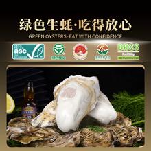 绿色认证，贝司令 鲜活乳山牡蛎 带箱5斤