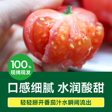 绿行者 GREER 小粉番茄蔬菜西红柿2.5kg生吃自然熟券后15.44元