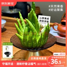 某东鲜花 佛手柑 250-300g+盆+贺卡￥36.50