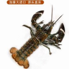 白 菜！鲜京采 活鲜 加拿大进口波士顿龙虾 净重450-550g￥60.31 比上一次爆料降低 ￥16.7