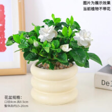绿有意 绿植花卉办公室客厅桌面盆栽 栀子花+甜甜圈PET树脂盆+托盘+肥料 北欧风格网红绿植7.9元（需领券）