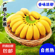 京喜 新鲜现摘 国产 小米蕉 5斤券后10.22元