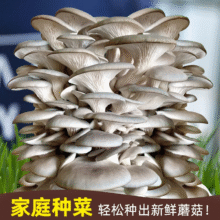 自种家种蘑菇菌包菌菇种植包平菇香菇磨菇种菌种可食用金针菇批发 灰平菇-标准款 4袋装（多买更划算）3.35元（需领券）