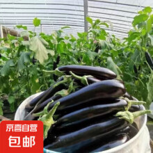 【京东快递】现摘现发新鲜绿把黑茄新鲜蔬菜生鲜 绿把茄子 5斤 净重5元