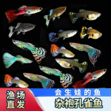 小型热带鱼观赏鱼孔雀鱼杂袍孔雀鱼天空蓝活体活鱼红扇血红 杂袍孔雀鱼10条【颜色随机】3.9元