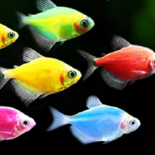 观赏鱼 天使鱼小型热带鱼活体3-4cm 颜色随机 4+2条备损5元