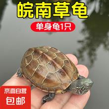 京喜自营-专用品牌 安徽中华草龟外塘纯种金线观赏水龟情侣招财墨龟宠物小龟活物 网红壮苗龟(赠龟粮) 2-3厘米3.58元