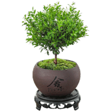 八芽 小叶赤楠盆景6.8元（需领券）