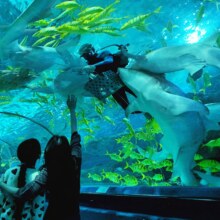 鸟巢（国家体育馆）＋富国海底世界＋海狮表演不限人群票210元