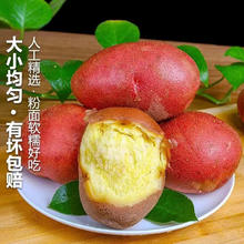 内蒙 红皮土豆 黄心土豆 2斤 单果150g+4.99元