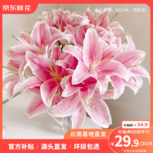 京东鲜花 云南直发 香水百合鲜花 随机色20枝29.5元包邮