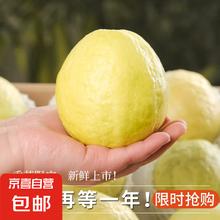 芭乐美 奶油白心红心芭乐 1kg 2斤带箱3.9元