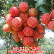 需首购:粤迎 新鲜黑叶荔枝 净4.5-5斤精选装【单果16g+】22.79元