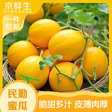 京鲜生 民勤蜜瓜 2-3粒 单果2斤起 净重6-7斤 生鲜水果 源头直发12.72元