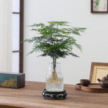 八芽文竹盆栽懒人水培植物客厅室内桌面好养四季好养发财树绿植吸甲醛 文竹-波浪瓶-密胺托盘 含盆9.8元