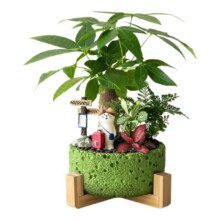 88VIP：发财树盆栽花卉办公室绿植文竹室内桌面盆景摆件旺宅植物送礼礼物29.33元+358淘金币