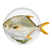 plus：：翔泰 海南大规格金鲳鱼550g1条 海鱼 生鲜鱼类 火锅 海鲜水产59.82元（合19.94元/件）