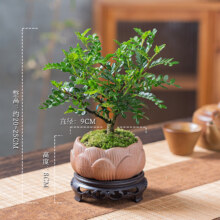 幼薇清香胡椒木盆栽办公室驱蚊绿植盆景迷你室内桌面小盆景四季好养 胡椒木+莲花陶瓷盆+圆形底盘 带盆栽好9.9元（需领券）
