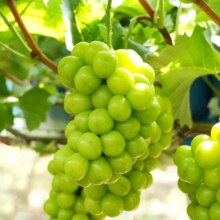 88VIP：PANZHIHUA FRUIT 阳光玫瑰 中大果单果10-12g 净重2.7-3斤14.21元（需领券）