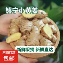 京喜 产地直发贵州镇宁新鲜现挖小黄姜生姜 三斤装 1500g 净重5元