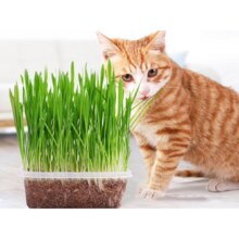 猫草种子营养土 3包1元（需领券）