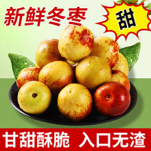 牛爱鲜 陕西大荔冬枣 4.5-5斤超值装