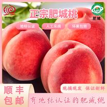 顺丰 山东肥城水蜜桃 4.5斤 9个券后39.9元