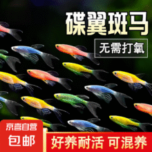 京喜  观赏鱼 七彩蝶翼斑马鱼小型热带鱼好养耐活 蝶翼斑马2-3cm颜色随机7+3条备损5元