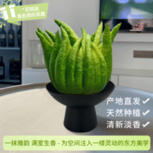 云南基地直发！某东鲜花 佛手柑250-300g+高级树脂托盘+贺卡鲜切枝观赏套装￥24.98