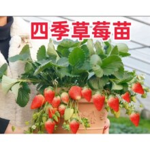 盆栽当年结果奶油草莓 苗【2盆装】3.49元（合1.75元/盆）
