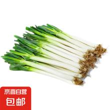 京喜 新鲜蔬菜大葱 3斤3.95元