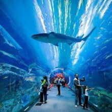亚特兰蒂斯失落的空间水族馆 门票+水世界479元起