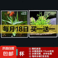鱼缸懒人水草植物淡水有茎草缸造景水族箱中后景水族套餐包邮 随机一杯吸盘杯 无根发货2元