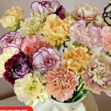康乃馨盒马同款鲜花 送妈妈鲜切花 随机颜色20支6.95元（需领券）