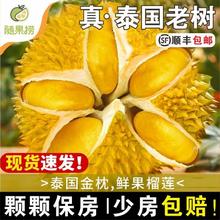 顺丰金枕榴莲鲜果泰国枕头榴莲新鲜带壳整个整箱应季水果包邮批发46.9元（多人团）
