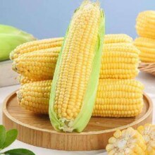 20点：现摘黄金水果玉米新鲜甜玉米棒生鲜蔬菜可生吃 新鲜水果玉米 2斤 2-3根7.99元，买一赠一