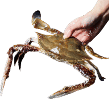 预售：森农乐 舟山鲜活梭子蟹 3-4两/只 2KG218元 包邮（定金10元，可抵50元）
