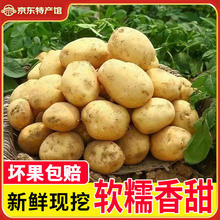 播州鲜 新鲜黄皮土豆 9斤券后11.1元