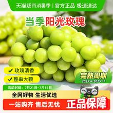 88VIP会员：谷粒川南果园 今日必买：阳光玫瑰4.5斤 单果8-10g券后22.89元