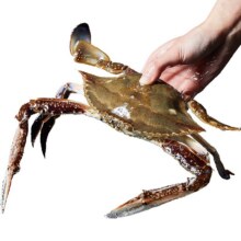 预售：森农乐 舟山鲜活梭子蟹 4-6两/只 2KG258元 包邮（定金10元，可抵50元）