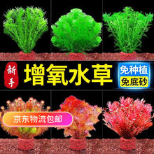 胜画 鱼缸水草植物直接入缸真水草净化竹节草蜈蚣草懒人养鱼水草造景 迷你小九冠券后5.9元