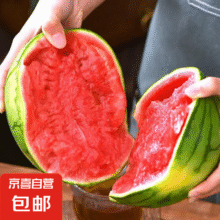 正宗手撕西瓜2k小糖丸西瓜薄皮西瓜新鲜采摘产地直发 西瓜 小糖丸带箱3-4斤(1-2粒)10.99元