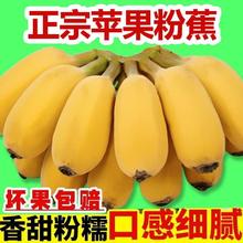 万峰村庄 广东苹果粉蕉应季水果新鲜现摘软糯香蕉原生态苹果蕉整箱 3斤0.8元