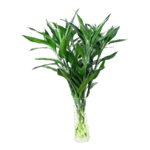 富贵竹 好养易活懒人节节高 10枝60cm-70cm4.99元（需领券）